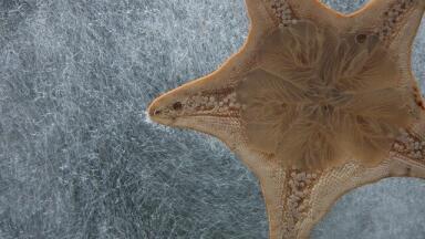 How Did Japanese Species End Up in US Waters?